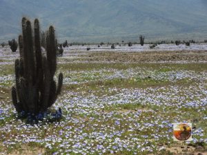 Pta.Choros, Chile 2015-4